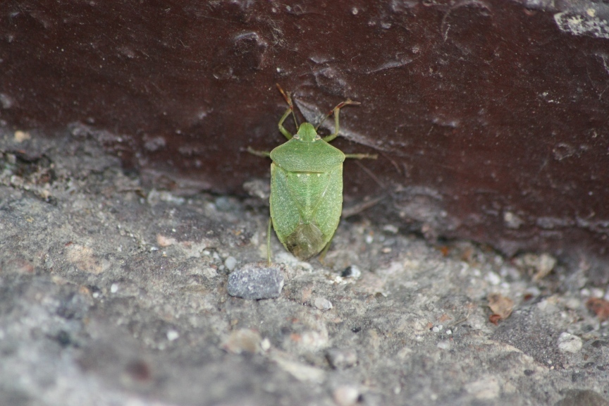 Pentatomidae: Rhaphigaster nebulosa e Nezara viridula